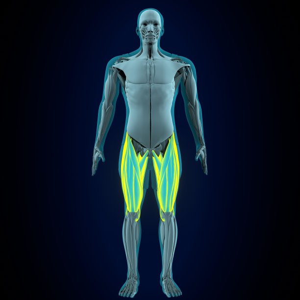 人直肠、股、股内侧肌解剖。三维演示图片下载