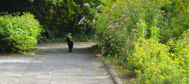 小路上有一只黑猫图片下载