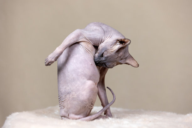 无毛猫品种加拿大斯芬克斯捕捉跳蚤在他的身体图片下载