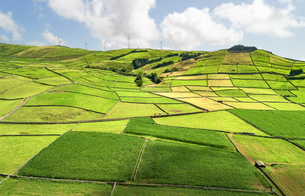 特塞拉岛的乡村景观，玉米田和牛牧场。图片下载