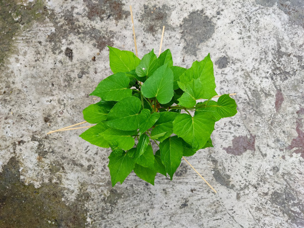 用回收的塑料瓶制作的DIY种植介质照片。完美的DIY园艺创意，环保广告，循环教育，可重复使用的产品等。图片下载