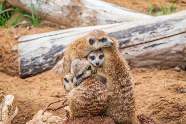 一群可爱的猫鼬。猫鼬一家在晒日光浴。图片下载