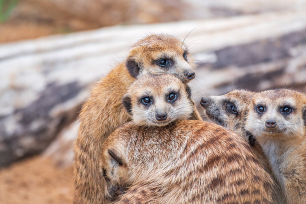 一群可爱的猫鼬。猫鼬一家在晒日光浴。图片下载