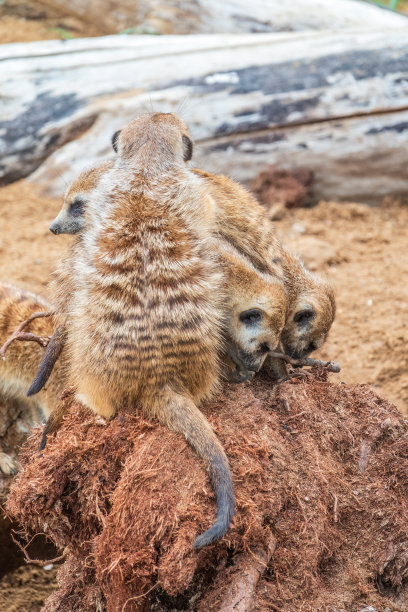 一群可爱的猫鼬。猫鼬一家在晒日光浴。图片下载