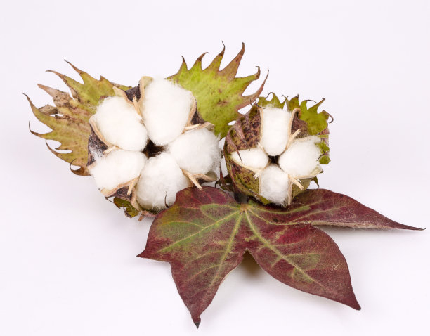 白色背景上的棉花图片下载