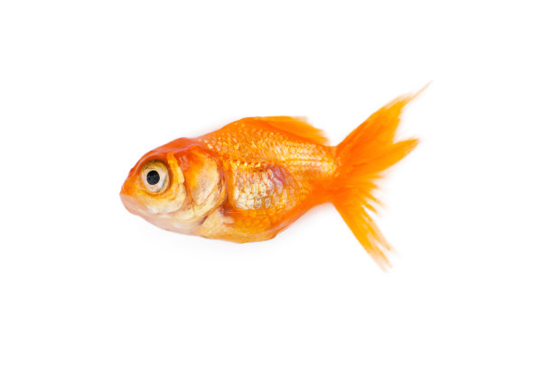 在白色背景上孤立的金鱼图片下载