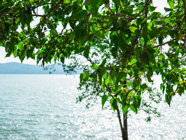 在一个阳光明媚的日子里，在泰国海边拍摄绿叶的照片图片下载