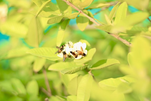蜜蜂在绿叶上的白花上采集花粉图片下载