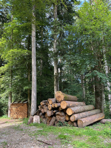 柴火和原木图片下载