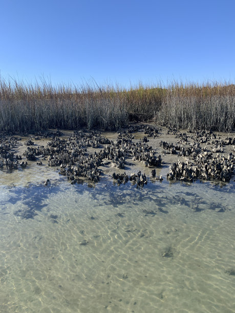 退潮时暴露的牡蛎床，显示水中和水外的牡蛎群图片下载