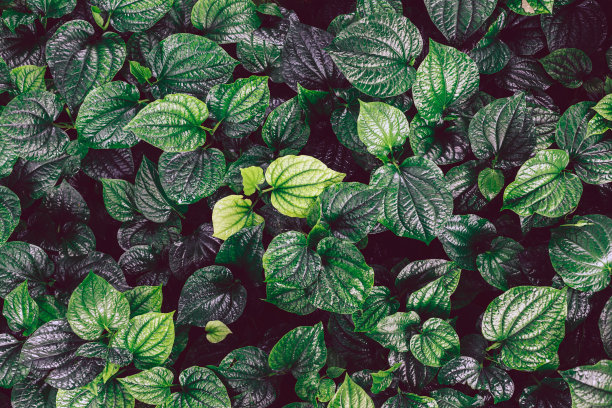 绿色槟榔叶背景和树叶自然背景的俯视图图片下载