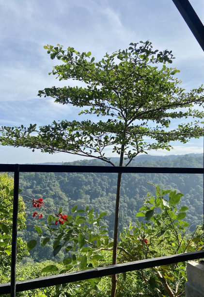 这张照片是一条河，周围有很多岩石，河边有很多松树，河水也很清澈，因为有泉水图片下载