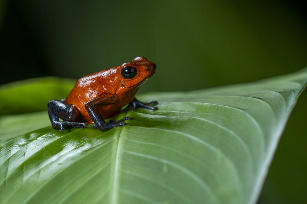 草莓毒镖蛙(Oophaga pumilio) -库存照片图片下载