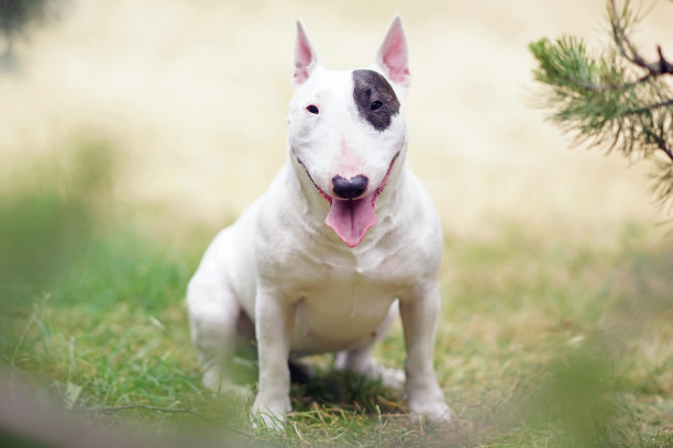 白色带棕色斑块的斗牛梗犬，在夏季户外松树下的绿草地上摆姿势图片下载