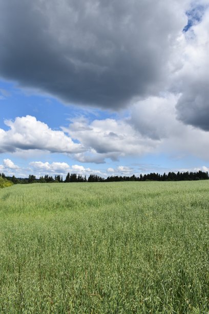 Unchamp d 'avoine图片下载