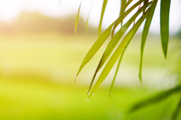 竹叶与自然叶散景背景和早晨的阳光。图片下载