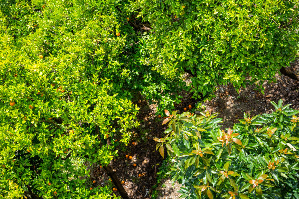 土耳其，绿色花园中的橘子树俯视图图片下载