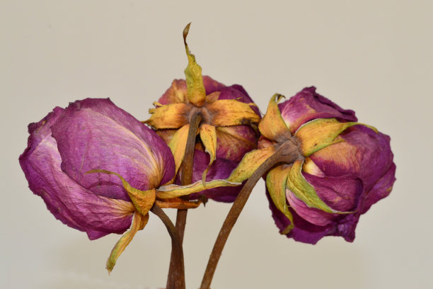 白色背景上的干玫瑰图片下载