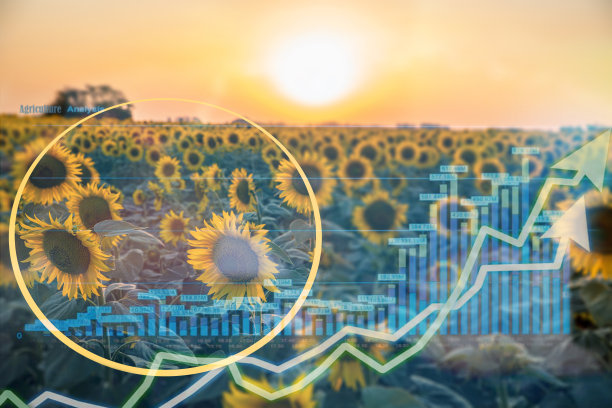 向日葵农田与信息图表图片下载