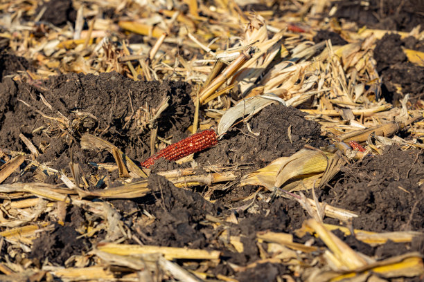 秋耕后用凿子犁玉米田。土壤侵蚀、压实与农业的概念。图片下载