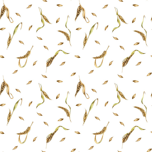 麦穗、大麦水彩白底无缝图案。黑麦小穗，麦芽梗手绘。设计元素用于纺织，包装，包装，标签杂货，面包店，纸张图片下载