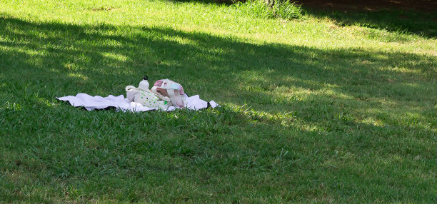 在树林里野餐图片下载