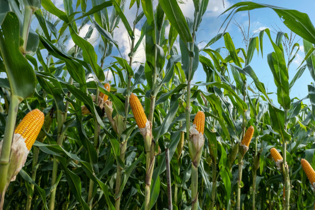 玉米树图片下载
