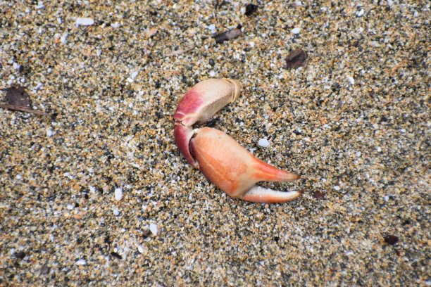 蟹足肿图片下载