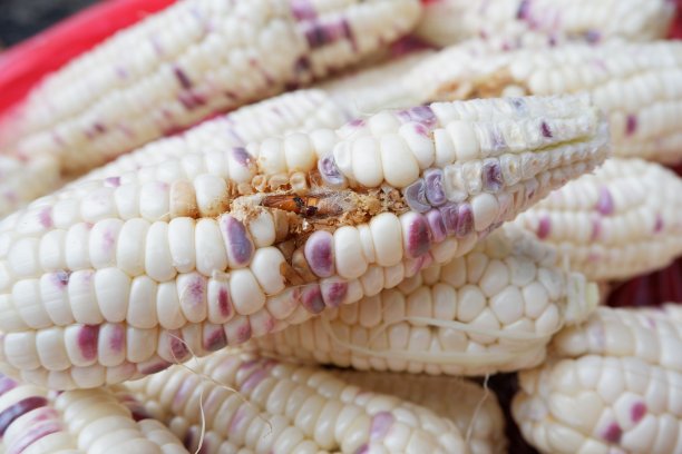 卡特彼勒玉米图片下载