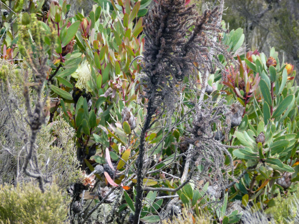 在森林中生长的变形花植物特写图片下载