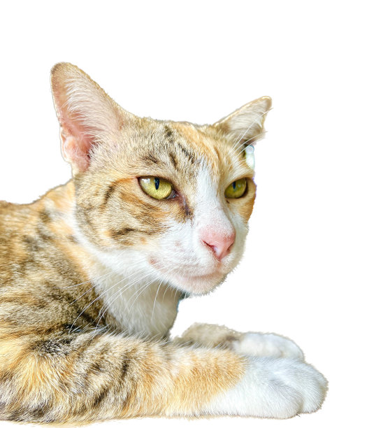 一张猫躺在白色表面上的照片，有一只猫躺在地上。图片下载