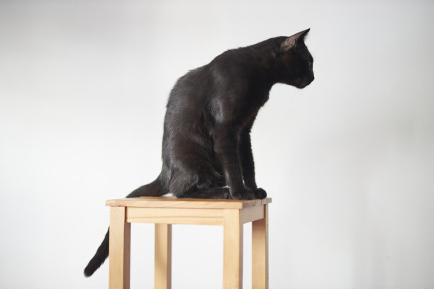 黑猫坐在木椅上望着别处图片下载