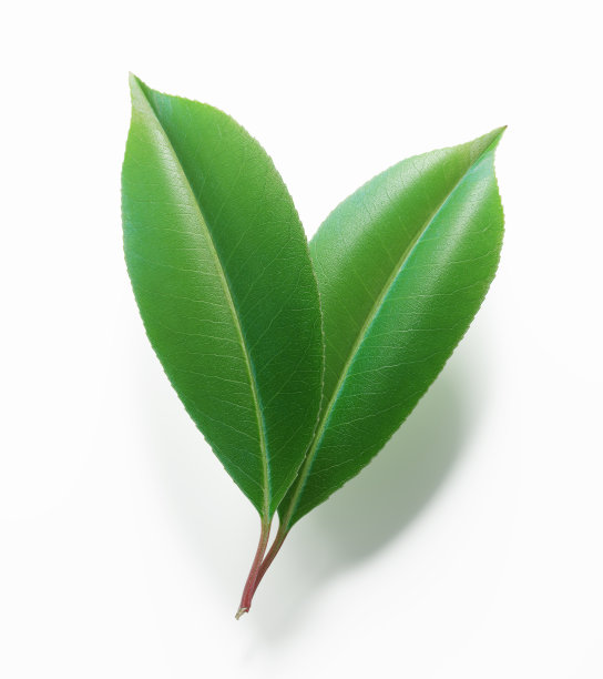 白色背景上的绿叶图片下载