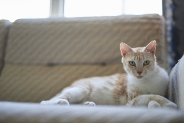 淡黄色的猫看着相机休息图片下载