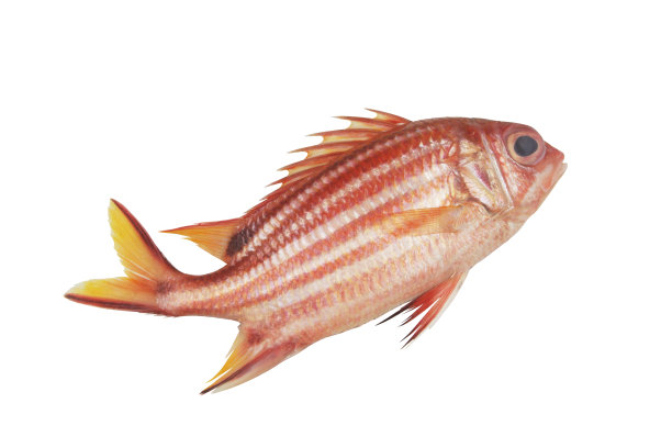 兵鱼孤立在白色上。图片下载