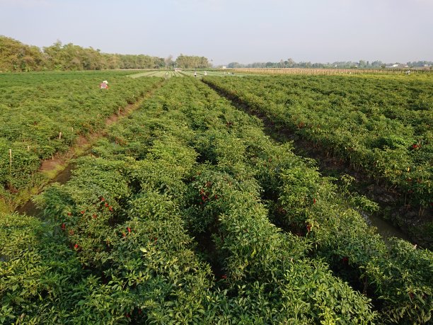 辣椒种植区图片下载