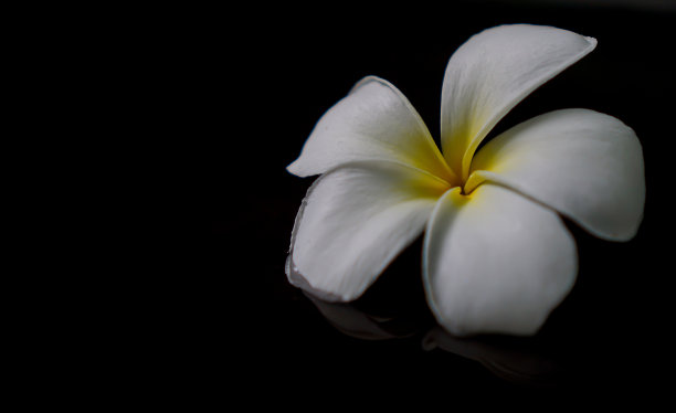 黑色背景上的鸡蛋花。图片下载