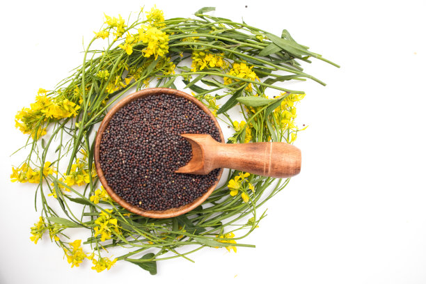 芥菜种子和芥菜作物，白色背景上的花图片下载