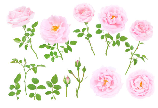 玫瑰花淡粉色，花蕾、枝叶齐整图片下载