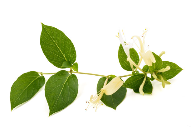 忍冬花图片下载