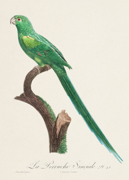 复古鹦鹉插画图片下载