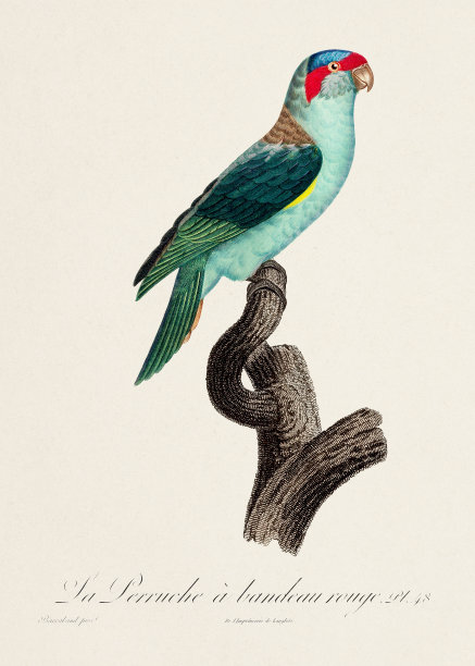 复古鹦鹉插画图片下载
