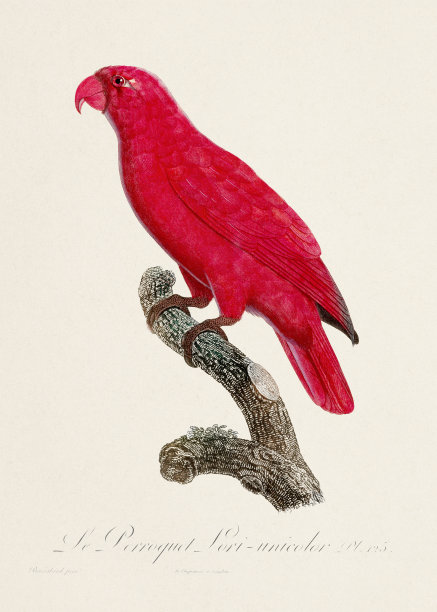 复古鹦鹉插画图片下载