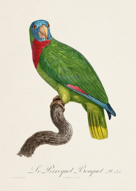 复古鹦鹉插画图片下载