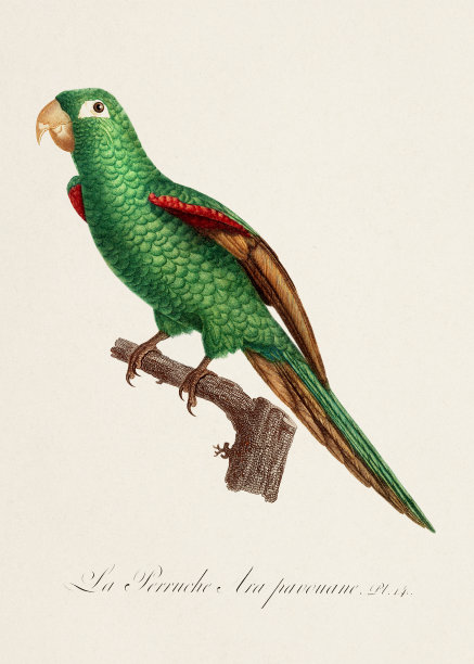 复古鹦鹉插画图片下载
