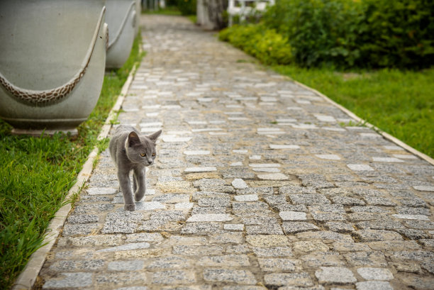 街上一只有趣的灰猫，是用鹅卵石做的。小猫图片下载