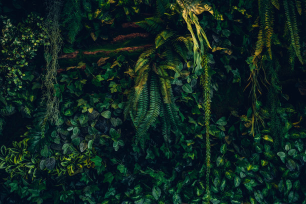 一组绿叶和自然背景。接近热带绿叶纹理和抽象叶。热带树叶自然概念。图片下载