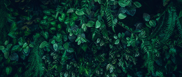 一组绿叶和自然背景。接近热带绿叶纹理和抽象叶。热带树叶自然概念。图片下载