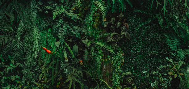 近距离组背景热带绿叶纹理和抽象背景。热带树叶自然概念。图片下载