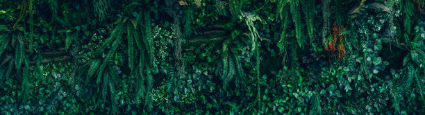 一组绿叶和自然背景。接近热带绿叶纹理和抽象叶。热带树叶自然概念。图片下载